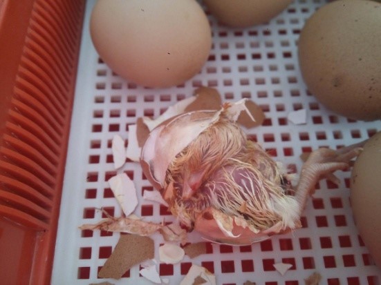 Εικόνα 4, Εκκόλαψη Αυγών Κότας